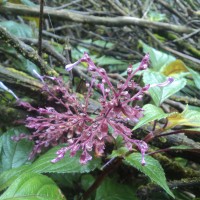 Coleus inflatus Benth.